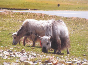 Yacks au Tibet Dans les pas d'Alexandra David-Néel