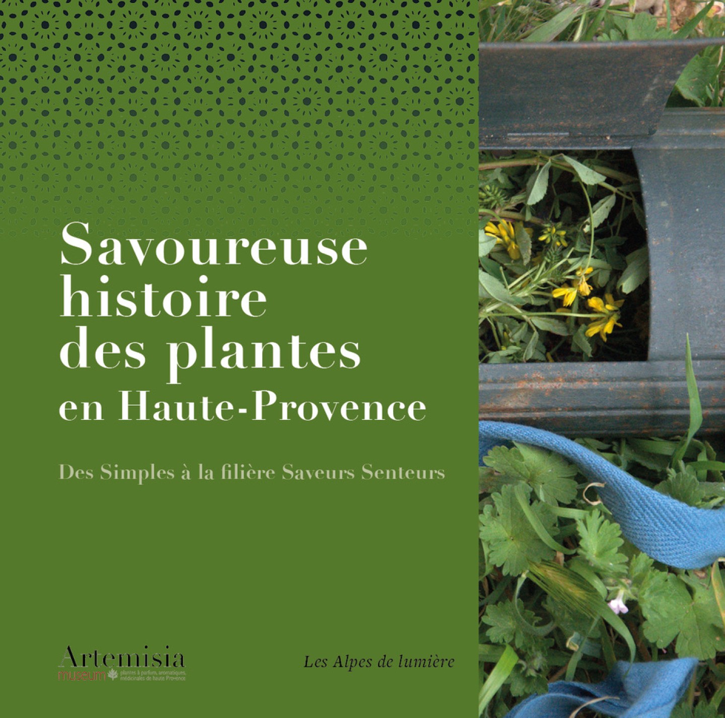 Savoureuse histoire des plantes en Haute-Provence - Artemisia