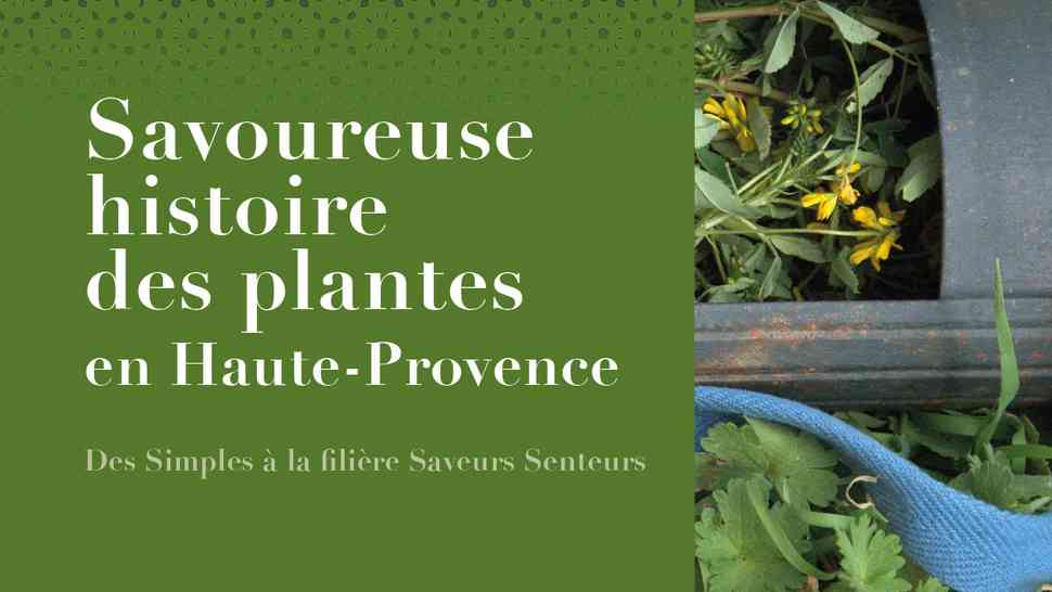 Savoureuse histoire des plantes en Haute-Provence - Artemisia Savoureuse histoire des plantes en Haute-Provence - Artemisia