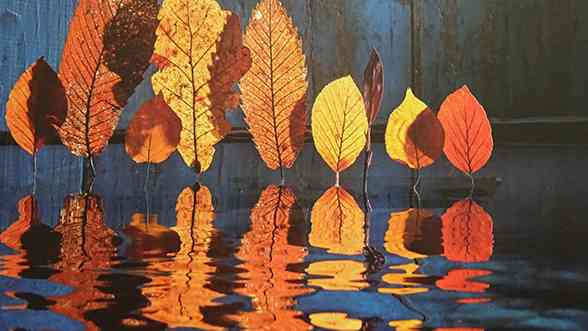 Revue verdons n° 61 : les arbres des Gavots Revue verdons n° 61 : les arbres des Gavots