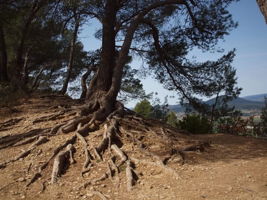Racines d'arbre sur le chemin Colline Jean Giono Racines d'arbre sur le chemin Colline Jean Giono