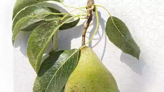 La poire Sarteau, voyage en pays de Draix